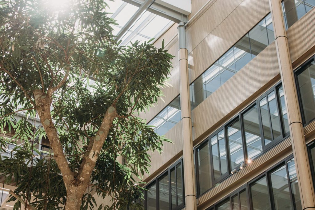 Tree in our atrium as a symbol of sustainability, nature and wellbeing. Biophilic design.
