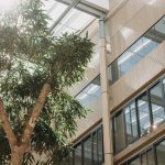 Tree in our atrium as a symbol of sustainability, nature and wellbeing. Biophilic design.