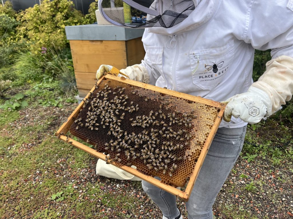 Bee hives on the rooftop of our sustainable building