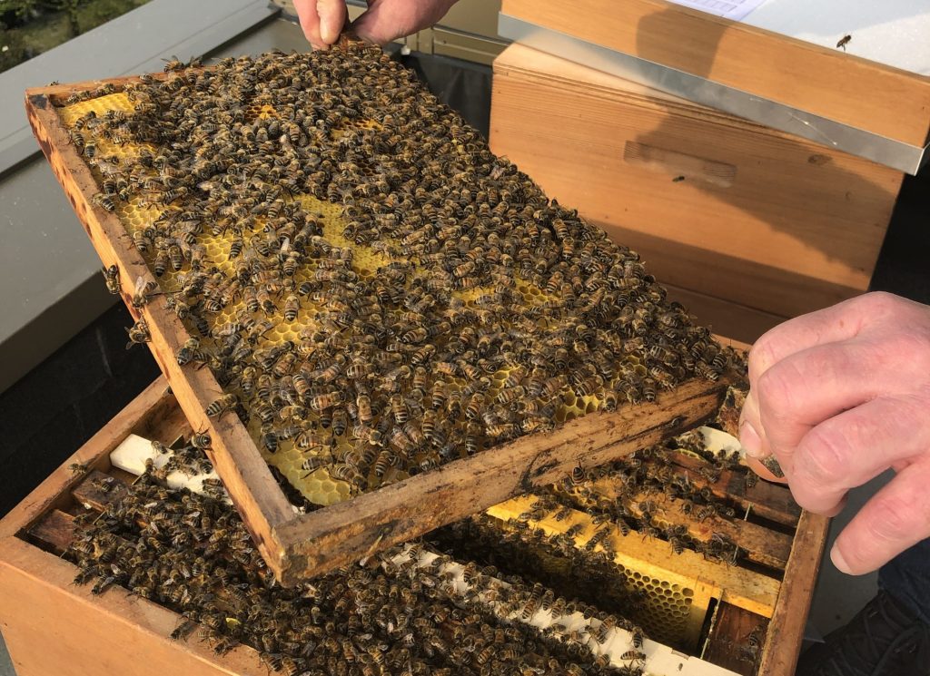 Bienenvolk auf unserer Dachterrasse.