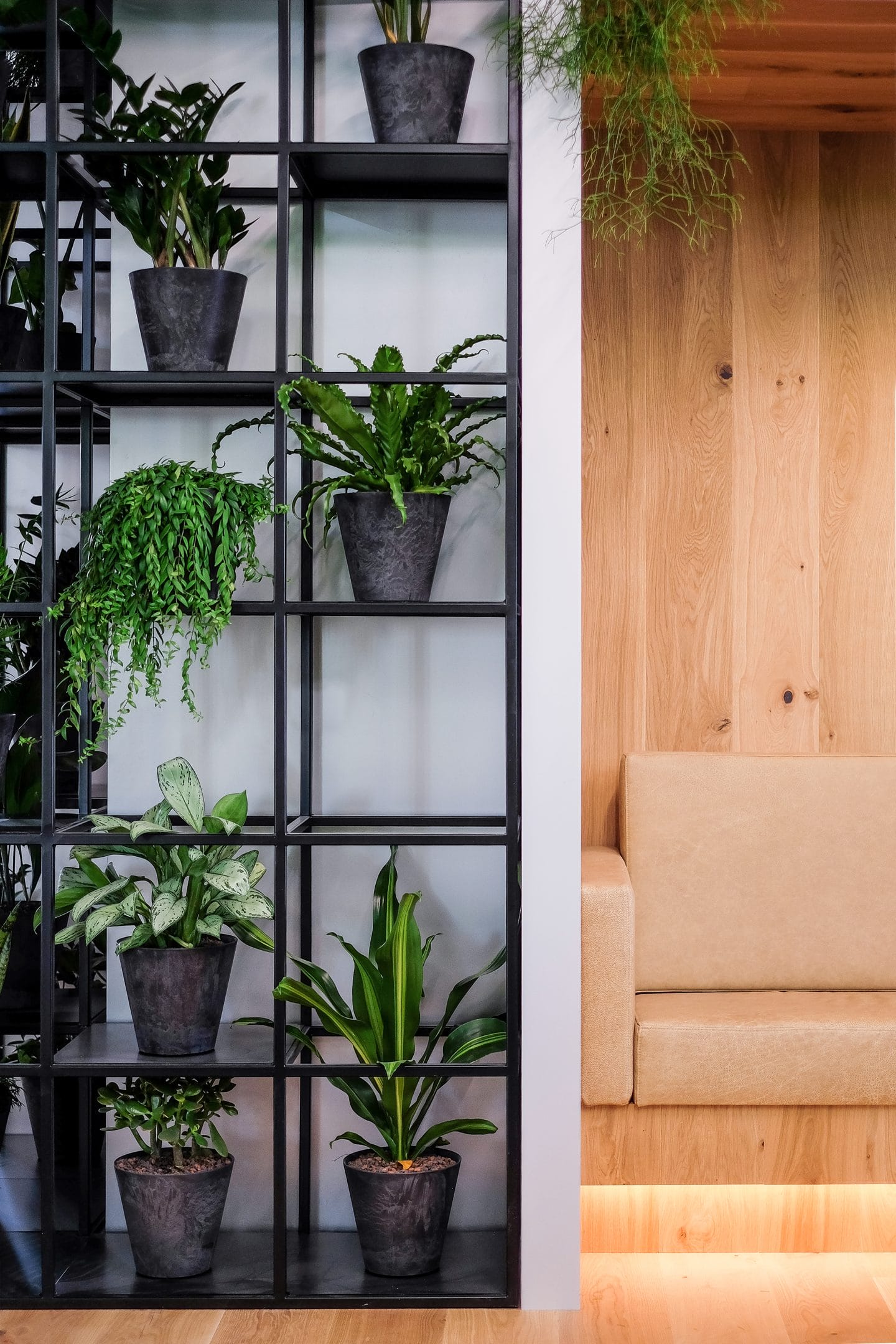 A modern coworking space corner with a beige sofa next to a black-metal shelving unit filled with various potted green plants, contrasting with a light wooden wall. An image from EDGE Workspaces.