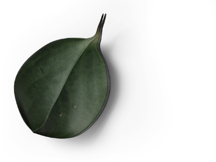 A single dark green, glossy leaf with a pointed tip and smooth edges is isolated on a solid black background, highlighting its natural texture and shape in an innovative coworking environment. An image from EDGE Workspaces.