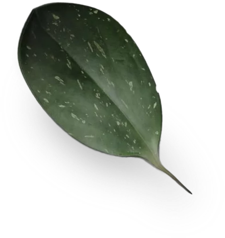 A single, glossy green leaf with white speckled patterns, casting a soft shadow on a light gray surface in a private office space. The leaf appears thick and slightly curved, with a prominent central An image from EDGE Workspaces.